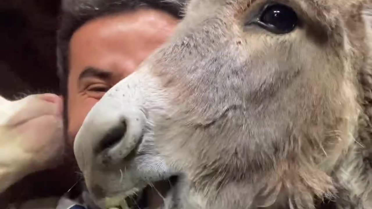 Man Shares Snacks With Farm Animals