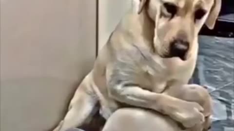 Mother dog reaction ￼🥹