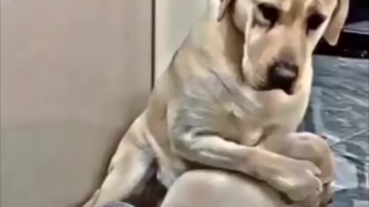 Mother dog reaction ￼🥹