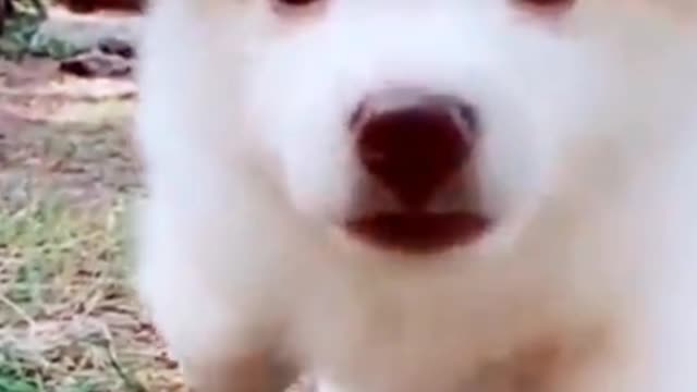 Very cute puppy dog πΆπ»ππ₯°π