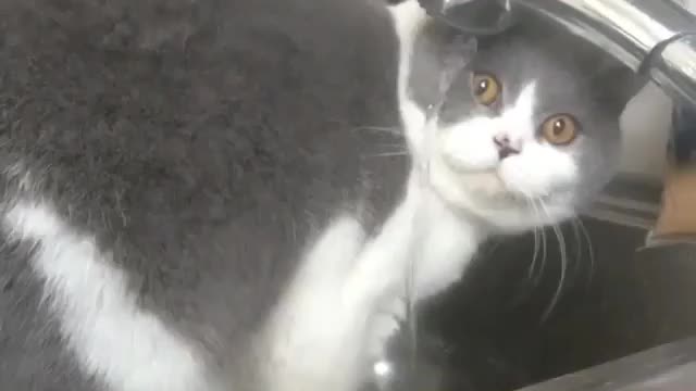 A cat that loves to play with water
