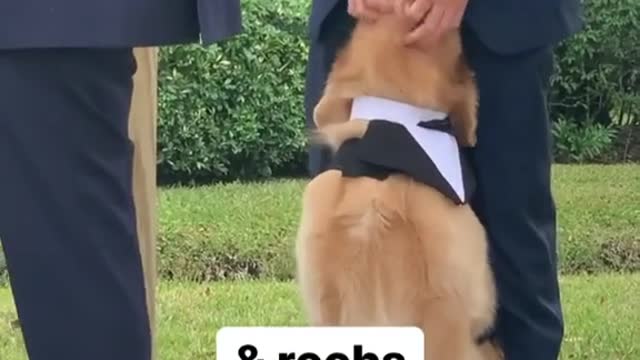 Kind Dog with his own