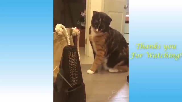 Pets and the Owner are the best Friend - Funny animals