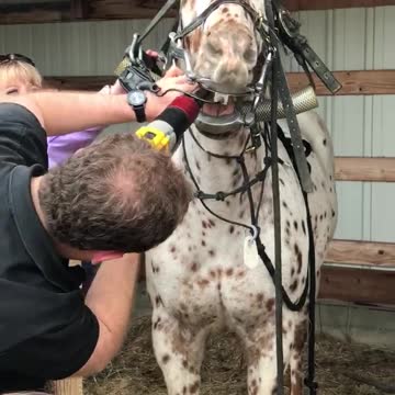 Horse gets her teeth cleaned