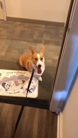 Silly doggy always refuses to come inside after walk