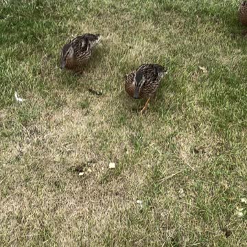 Playing with babies ducks