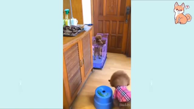 Cute Puppies 😍 Cute Funny and Smart Dogs | Cute Buddy