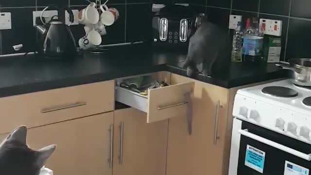 Clever Cat Opens Kitchen Drawer To Retrieve Toy