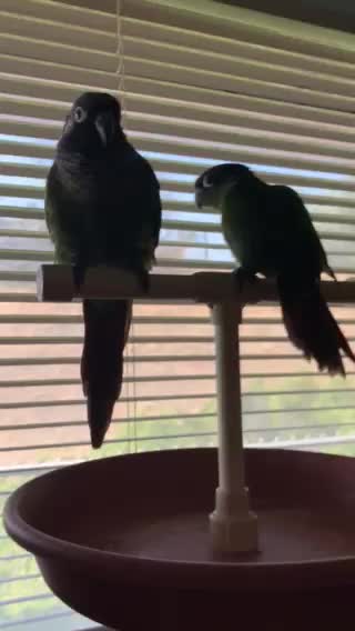 My GCCs & the Fake Parrot