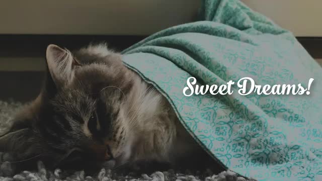 A Day in the Life of a Siberian Cat