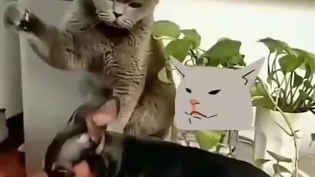 🐱cat and rat 😂😂monky or dog🐶 funny video