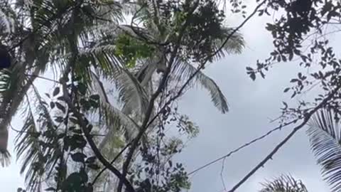 Nature is everywhere | #shorts 4K [2020]
