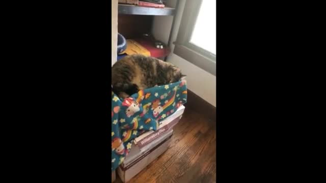 Cat pretends to sleep to avoid taking