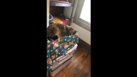 Cat pretends to sleep to avoid taking