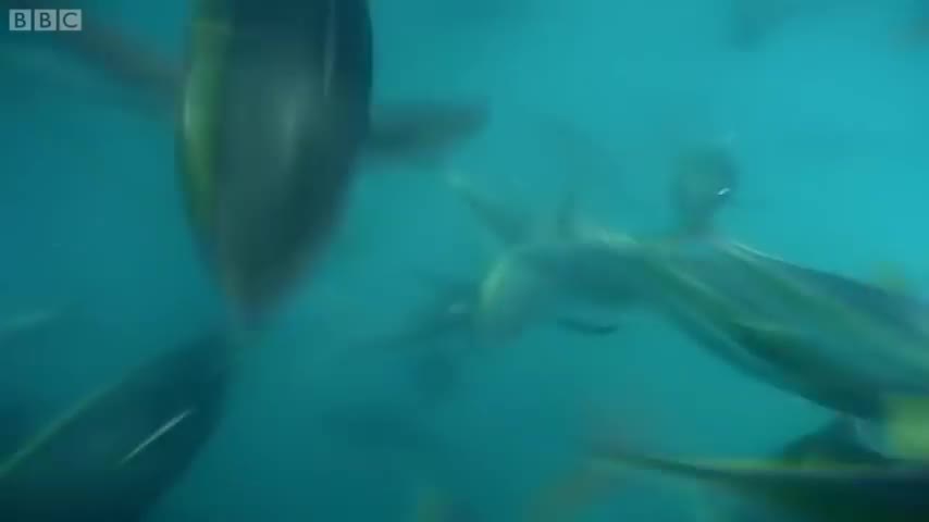 Amazing Fish Form Giant Ball to Scare Predators