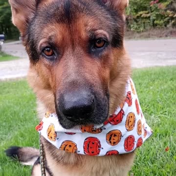 German shepherd is ready for fall!