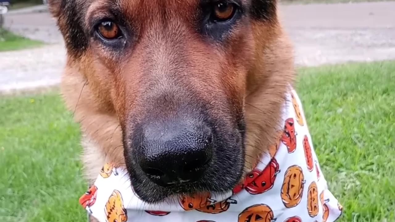 German shepherd is ready for fall!