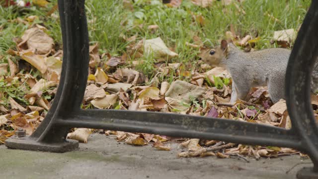 Close Up Shot of Squirrel Amongst Fallen Leaves