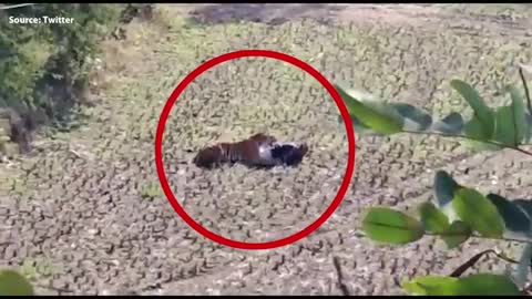 Tiger attacking on farmers ..