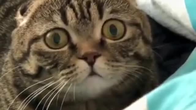 5.Look at the cat's eyes 😅 #shorts