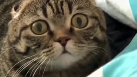 5.Look at the cat's eyes 😅 #shorts