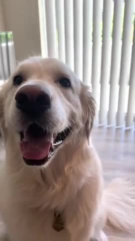 Owner Asks Dog Questions - so adorable