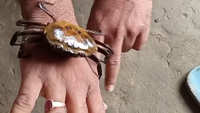 Two Crabs are moving around hands