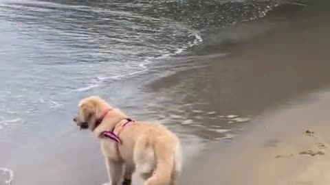 Labrador puppy adorably scared of the waves