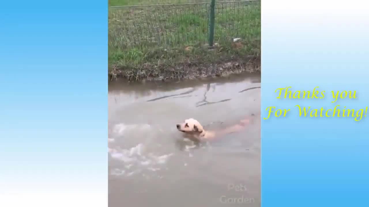 cute and funny moments with pets