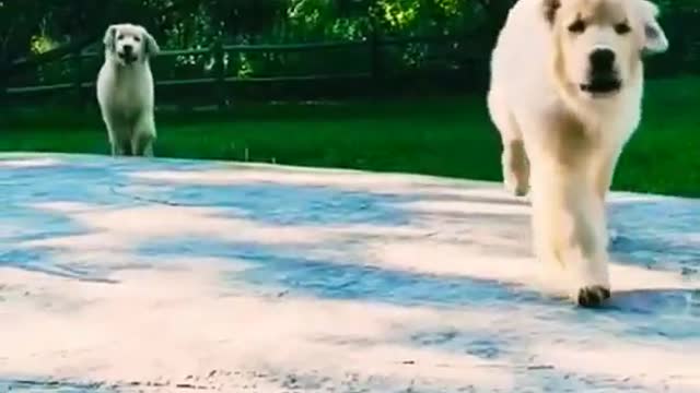 🥰 Two Cute Dog Running to his Owner 🐶 #cuteo #shorts #dogs #animals #cute