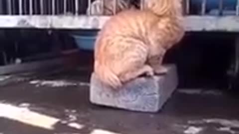 So cute cat attitude fanny beautiful video.