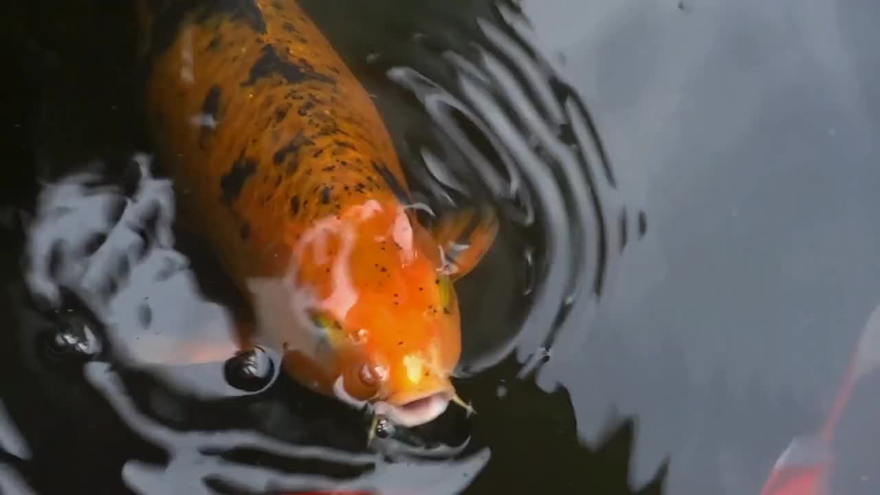 Koi fish