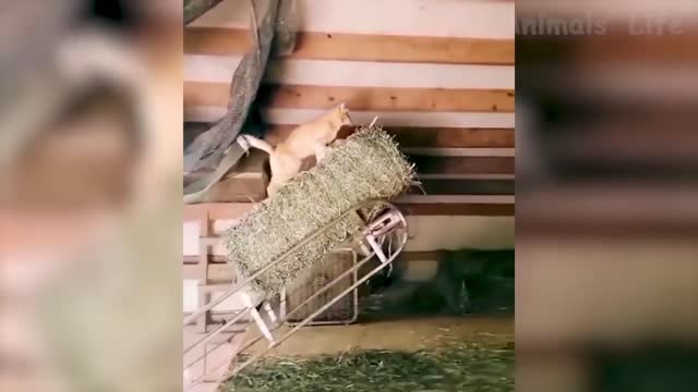 Funny ππcat..