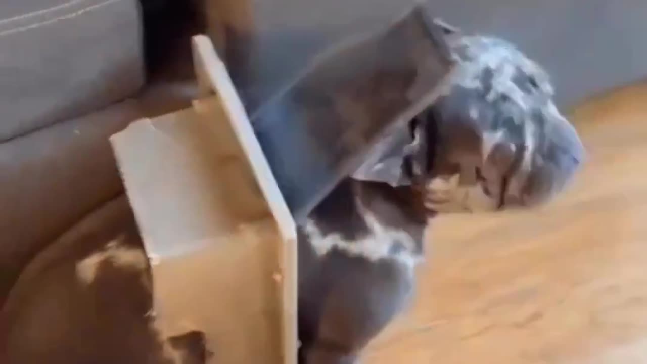 Funny Dog