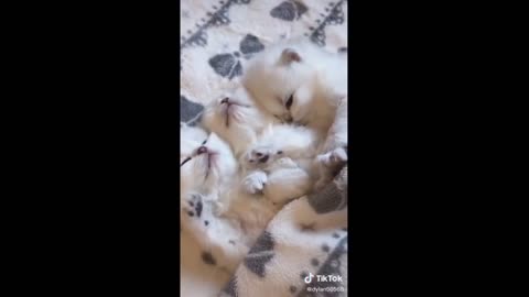 Adorable TikTok Pets that Will Make your Day Better, You will enjoy.