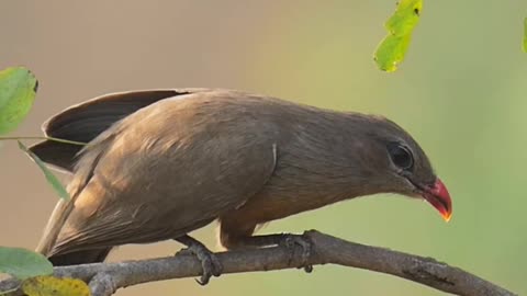 Long & wide tale Bird