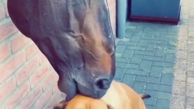 HORSE AND DOG FUNNY VIDEO WATCH TIL END FUNNY ENDING