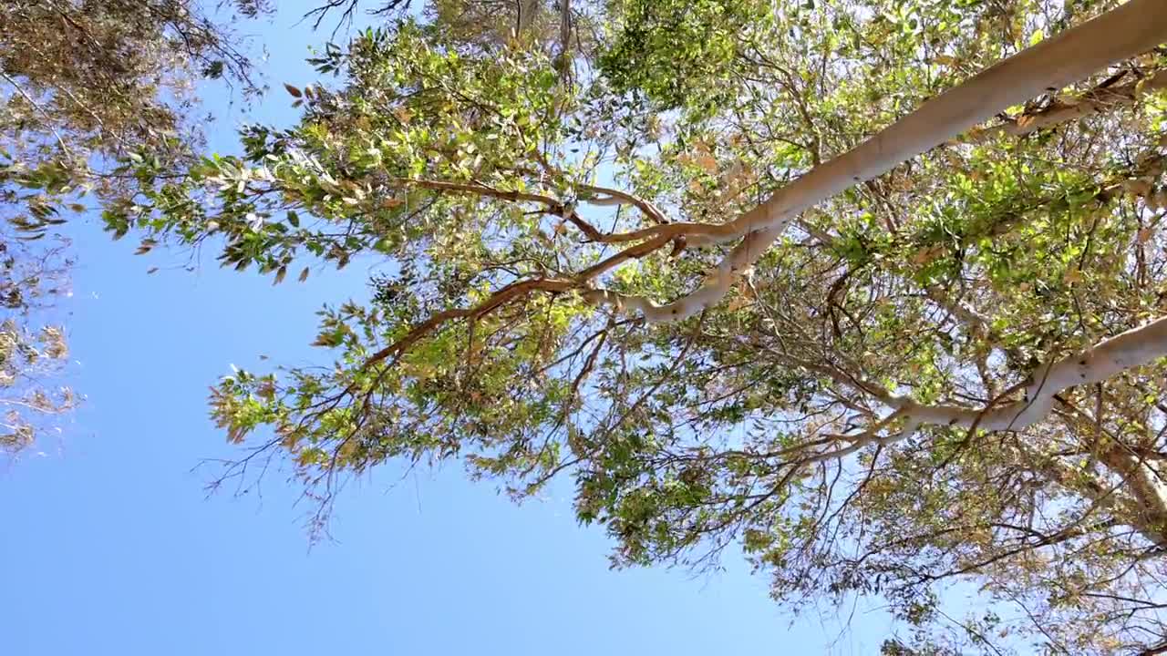 Trees - For your video Editing (4)