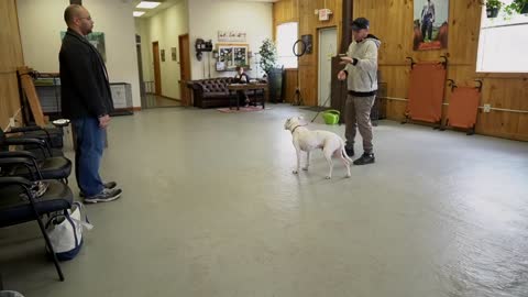 Leash reactive dog training with a Pitbull