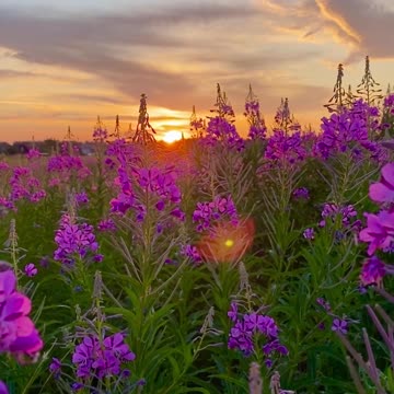 beautiful flower videos for your editing material