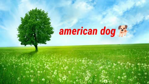 Chinish dog vs American dog