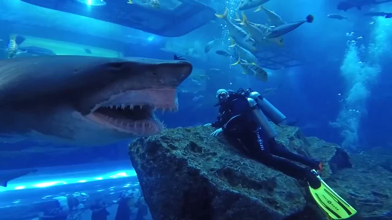 Divers Get Up Close And Personal With Massive Shark At Dubai Aquarium