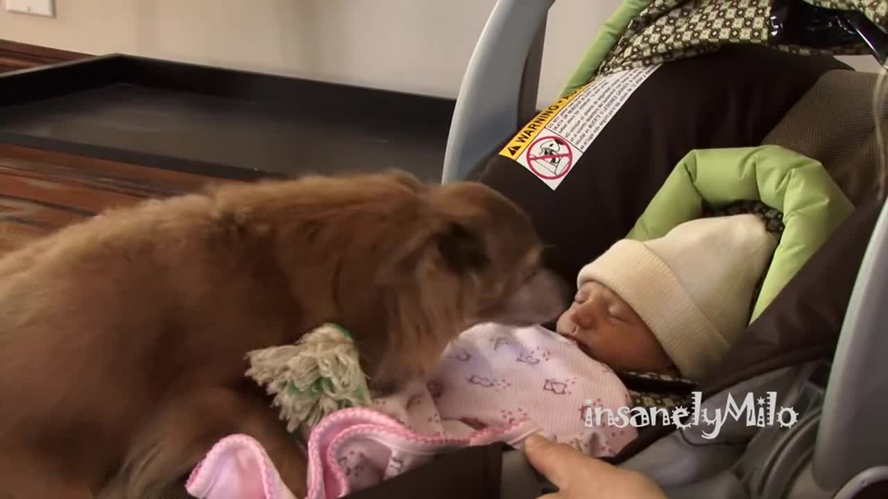 Milo the Chihuahua meets his baby sister