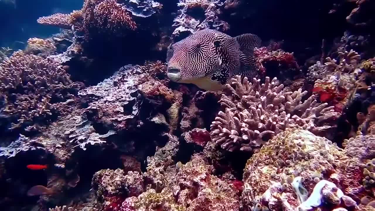 Beauty animal under water