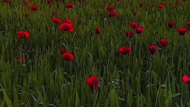 a sunset in a flower field