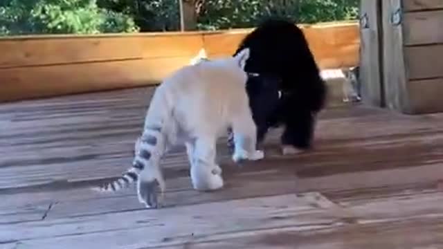 Baby tiger and baby monkey playing game