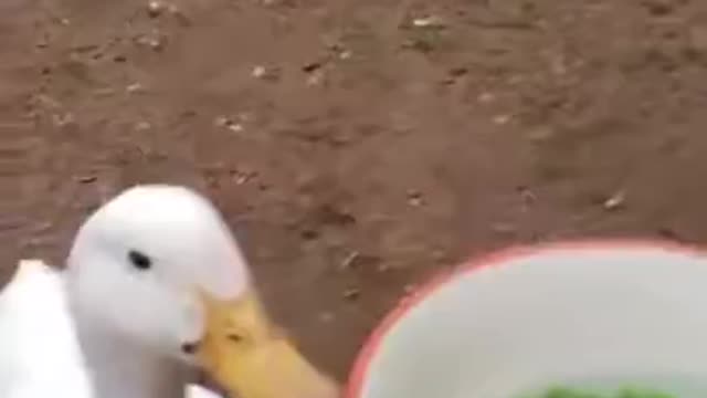 Two Ducks Vs A Bowl Of Peas