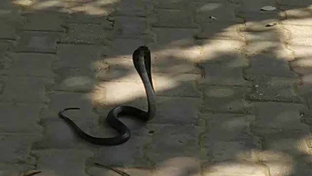 King cobra sanke