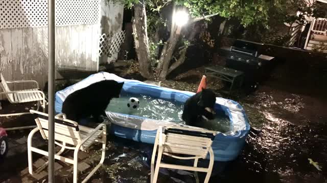 Bears have a late night pool party at this home