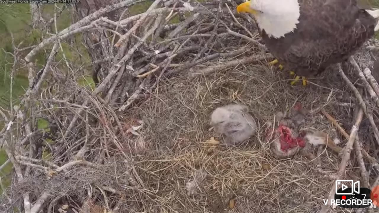 Mama & Papa Eagle Looking After there Eaglet Baby 🦅🕊